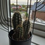 Profile Picture of Joel Westerlund (@joel_21_westerlund) on Instagram