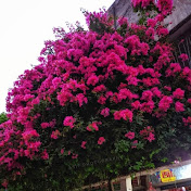 Profile Picture of Shawn's Daily Life  (@Shawnsdailylife) on Youtube