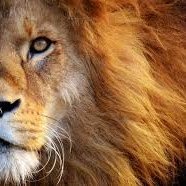 Profile Picture of Mauro_lara_15 (@maurolara151) on Twitter