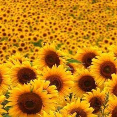 Profile Picture of Pamela Boucher (@PamelaBoucher1) on Twitter