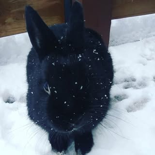 Profile Picture of thewolverine (@helm_hannah) on Instagram