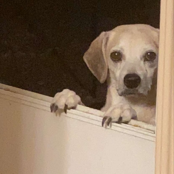 Profile Picture of Zach Serrano (@hacz15) on Poshmark