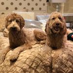 Profile Picture of Roger Levine (@rogerthatgoldendoodle) on Instagram