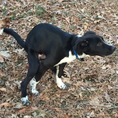 Profile Picture of Duke Carlton Silver (@dukesilver6969) on Twitter