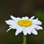 Profile Picture of Robin Owens (@robin_owens3) on Instagram