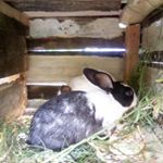 Profile Picture of dr richard (@rabbit_saler) on Instagram