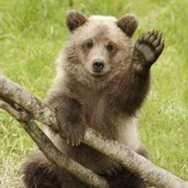 Profile Picture of Tom Abray (@teabray) on Twitter