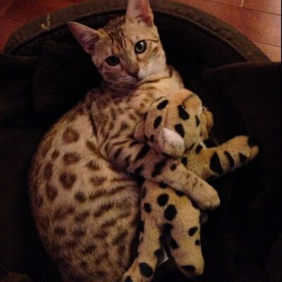 Profile Picture of Elysia (@AdamsElysia) on Twitter