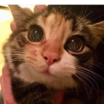 Profile Picture of Mary Crabtree (@MaryCra67898739) on Twitter