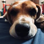 Profile Picture of Halil Joshua Della Panes (@halil_beagz) on Instagram