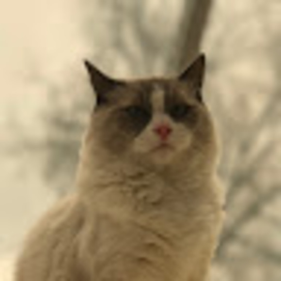 Profile Picture of Elijah Schurman (@elijahklein01) on Poshmark