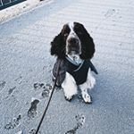 Profile Picture of ➳ L E V I ➳ (@levi.thespringer) on Instagram