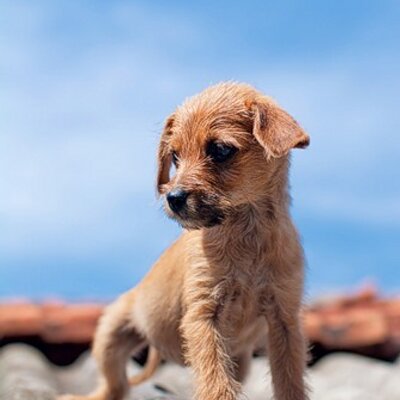 Profile Picture of Angela Walter (@Walter_Angie) on Twitter