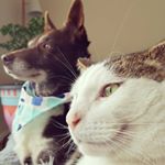 Profile Picture of 🐶 Lainey & 😺 Jerry & 🐶 Frankie (@kelpiecattleandcat) on Instagram