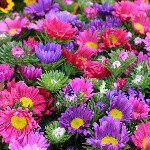 Profile Picture of Isabel Loya 14 (@lol.soccer_15) on Instagram