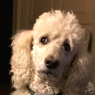 Profile Picture of Teresa Pritchard (@tpyak) on Twitter