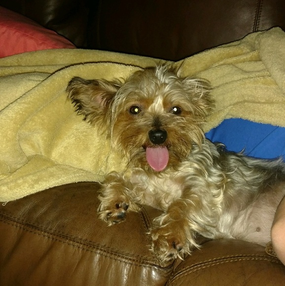 Profile Picture of Cindy Osenbaugh (@cosenbaugh) on Poshmark