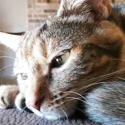 Profile Picture of Alexa Foster (@Todd_boi_) on Twitter