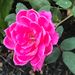 Profile Picture of Kathy Umpleby Cook (@tanglewood192) on Pinterest