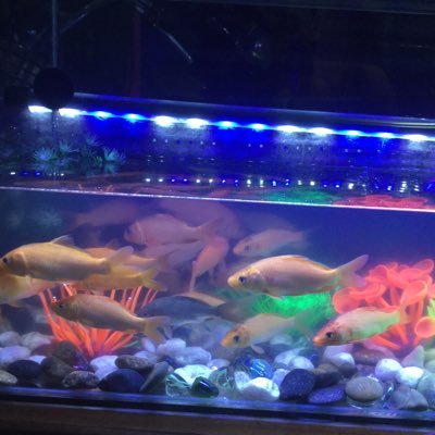 Profile Picture of David Huy (@Davidhuyhuynh) on Twitter