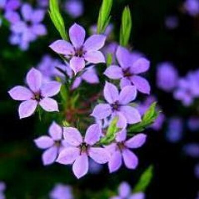 Profile Picture of Roshni Nigam (@Roshni_Prakash) on Twitter