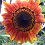 Haverford Y Food Pantry Garden - Instagram Profile Picture of Haverford Y Food Pantry Garden (@goldman_randy) on Instagram