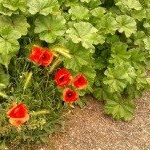 Profile Picture of Cleome (@cleomereedling) on Instagram