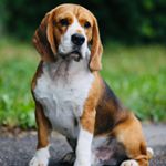 Profile Picture of Kent Krispin Darling Joy (@beaglekentlove) on Instagram