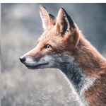 Profile Picture of Gustavo Fuchs (@gustfuchs) on Instagram