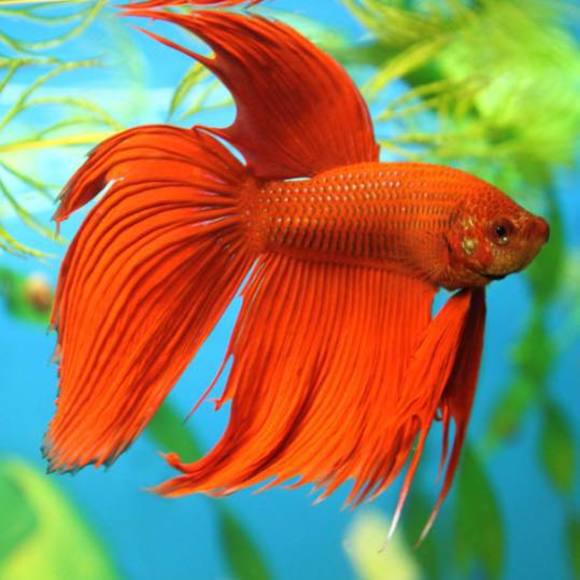 Profile Picture of Tnaiden Nguyen (@tnaiden2012) on Poshmark