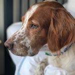 Profile Picture of Brittany/English Setter (@muddywaffles) on Instagram