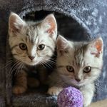 Profile Picture of Guus & Boris british shorthair (@britishsilvertabbys) on Instagram