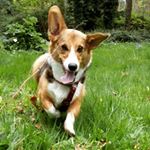 Profile Picture of Paula bradley (@dogfriendlytravelireland) on Instagram