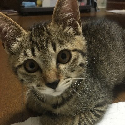 Profile Picture of PYON MICHAEL (@PyonMichael) on Twitter