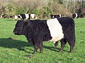 Profile Picture of Belted Galloway - Wikipediaon Wikipedia