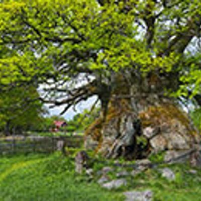 Profile Picture of Rahim Rahimi (@rahimrahimi5) on Twitter