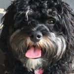 Profile Picture of Walter "Wally" O'Neal (@wally_thepup) on Instagram