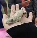 Profile Picture of Halmahera giant geckoon Wikipedia