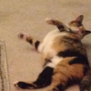 Profile Picture of Glenda Montgomery (@razykezymom) on Myspace