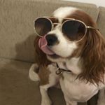 Profile Picture of Angel (@angel_the_cavalier) on Instagram