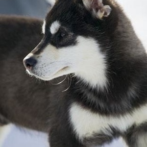 Harry Beast - Myspace Profile Picture of Harry Beast (@307494135) on Myspace