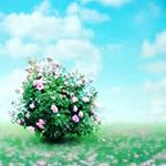 Profile Picture of Haley Joyce (@mamasnaturalcleaners) on Instagram