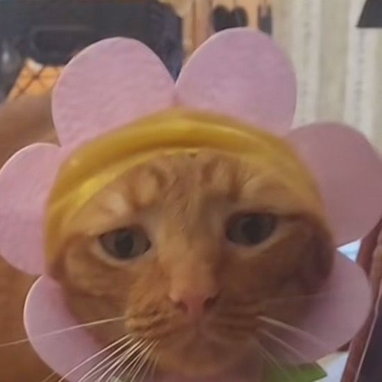 Profile Picture of bri (@briikms) on Tiktok
