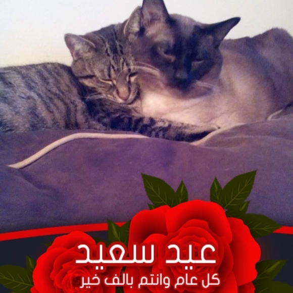 Paul Mcavey - Poshmark Profile Picture of Paul Mcavey (@postmanpat44) on Poshmark