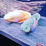 Profile Picture of Stephen Brannigan (@stephen_brannigan_) on Instagram