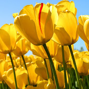 Profile Picture of Julie Roberts (@cjjuliet1469) on Youtube