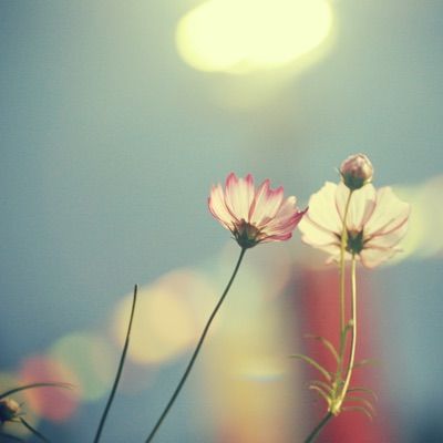 celestemeyers - Tiktok Profile Picture of celestemeyers (@@celestemeyers) on Tiktok