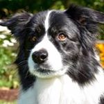 Profile Picture of Debra Border (@robierunbordercollies) on Instagram