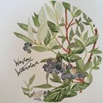 Profile Picture of Miriam Smith (@winslow.watercolour) on Instagram