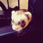 Profile Picture of Rusty schmidtka (@linkmanbesidetrapeze) on Instagram